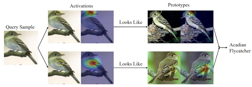 /on-the-interpretability-of-part-prototype-based-classifiers-a-human-centric-analysis feature image
