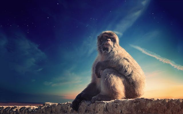 /operation-liberation-the-revenge-of-the-primates feature image