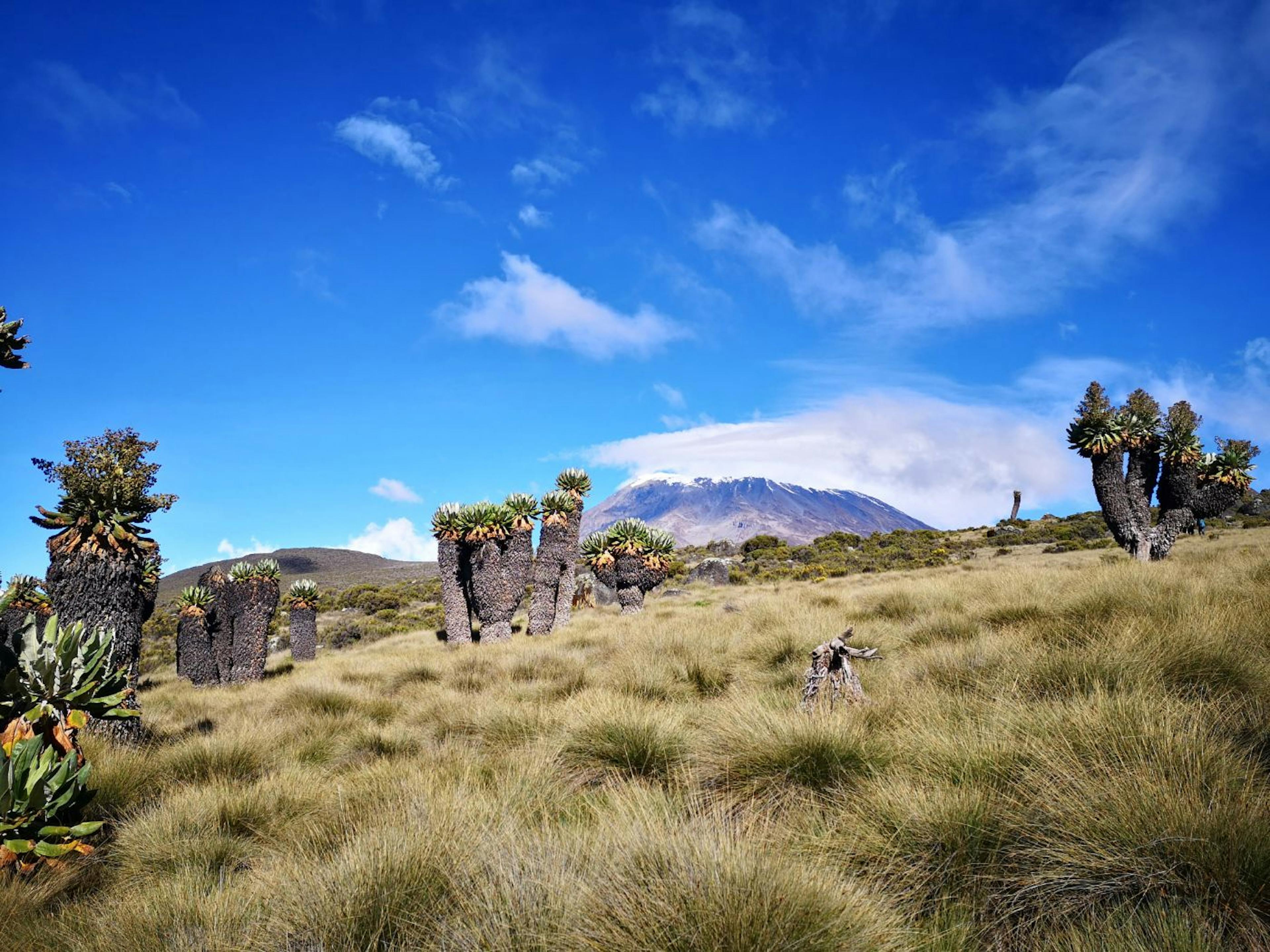 featured image - Lessons from Kilimanjaro