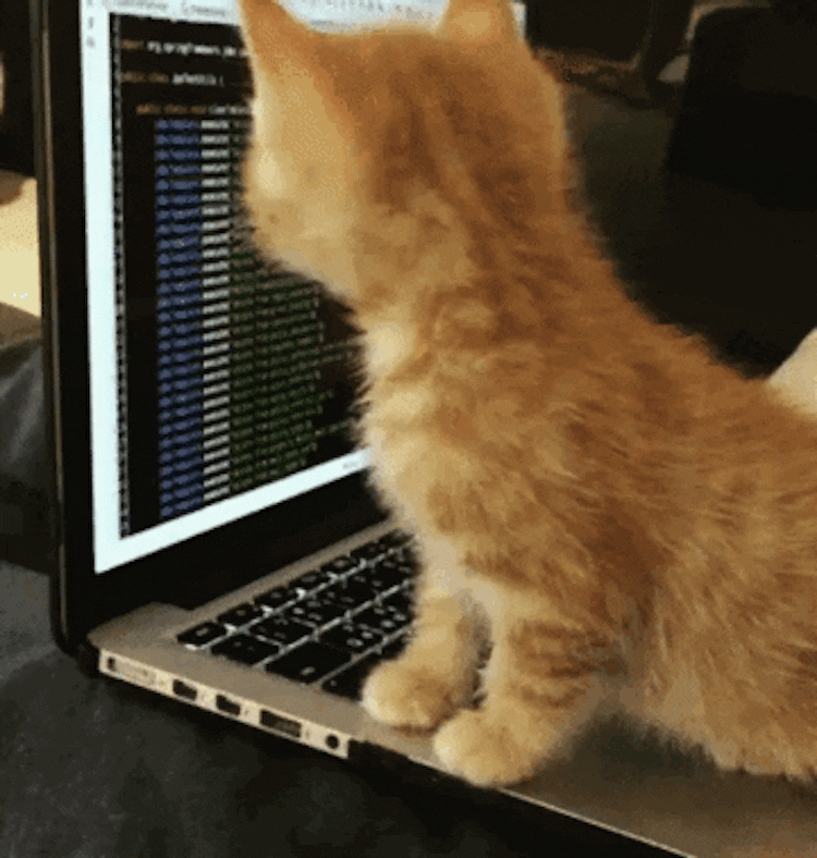 Every developer's best companion — a coding cat.