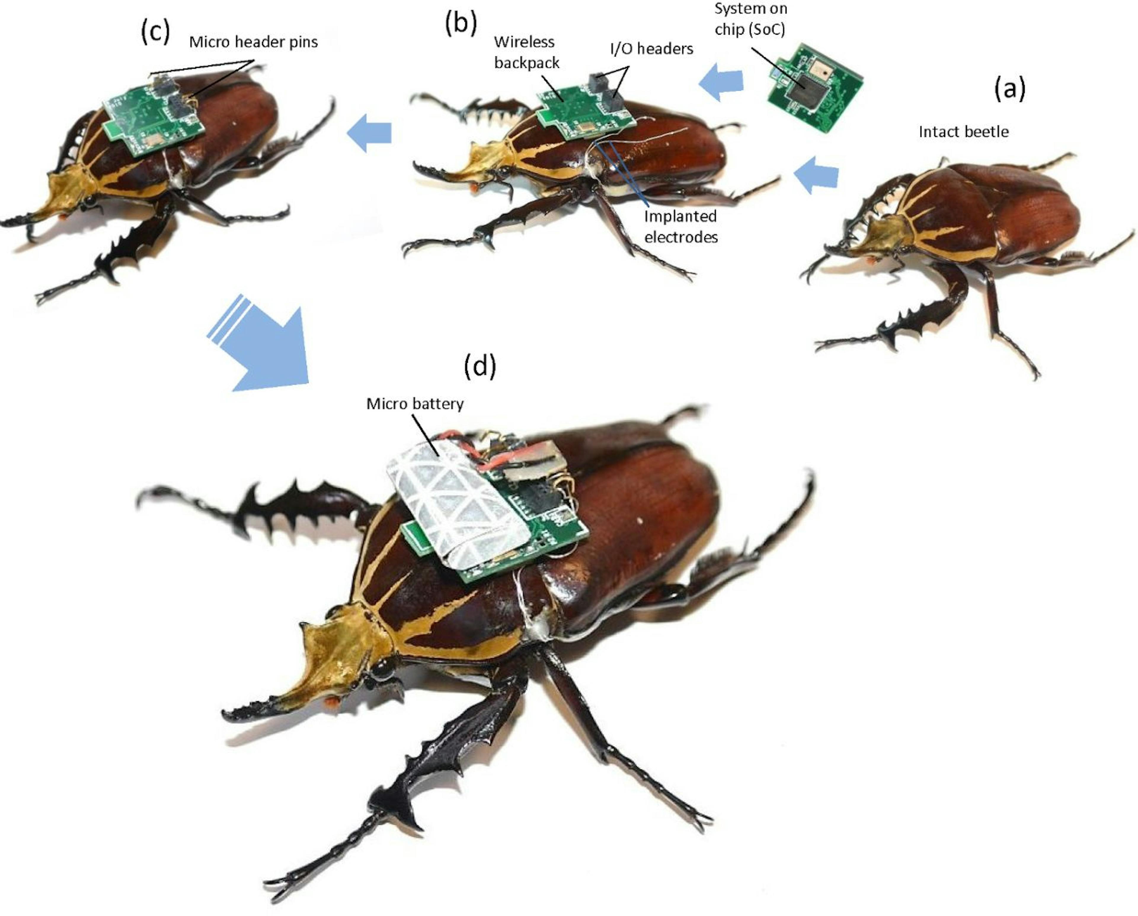 Radio controlled flying beetles.