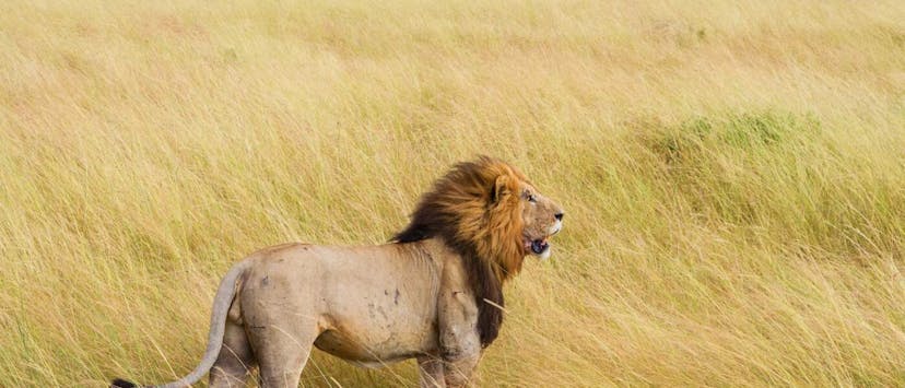 /the-great-extinction-how-ai-is-quietly-killing-the-internet feature image