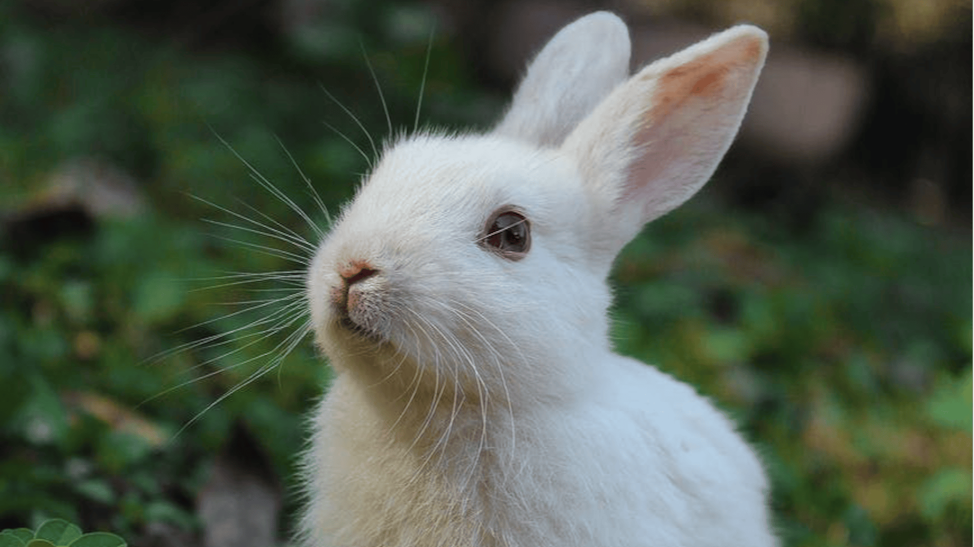 featured image - How to Install RabbitMQ On the AWS Ec2 Instance