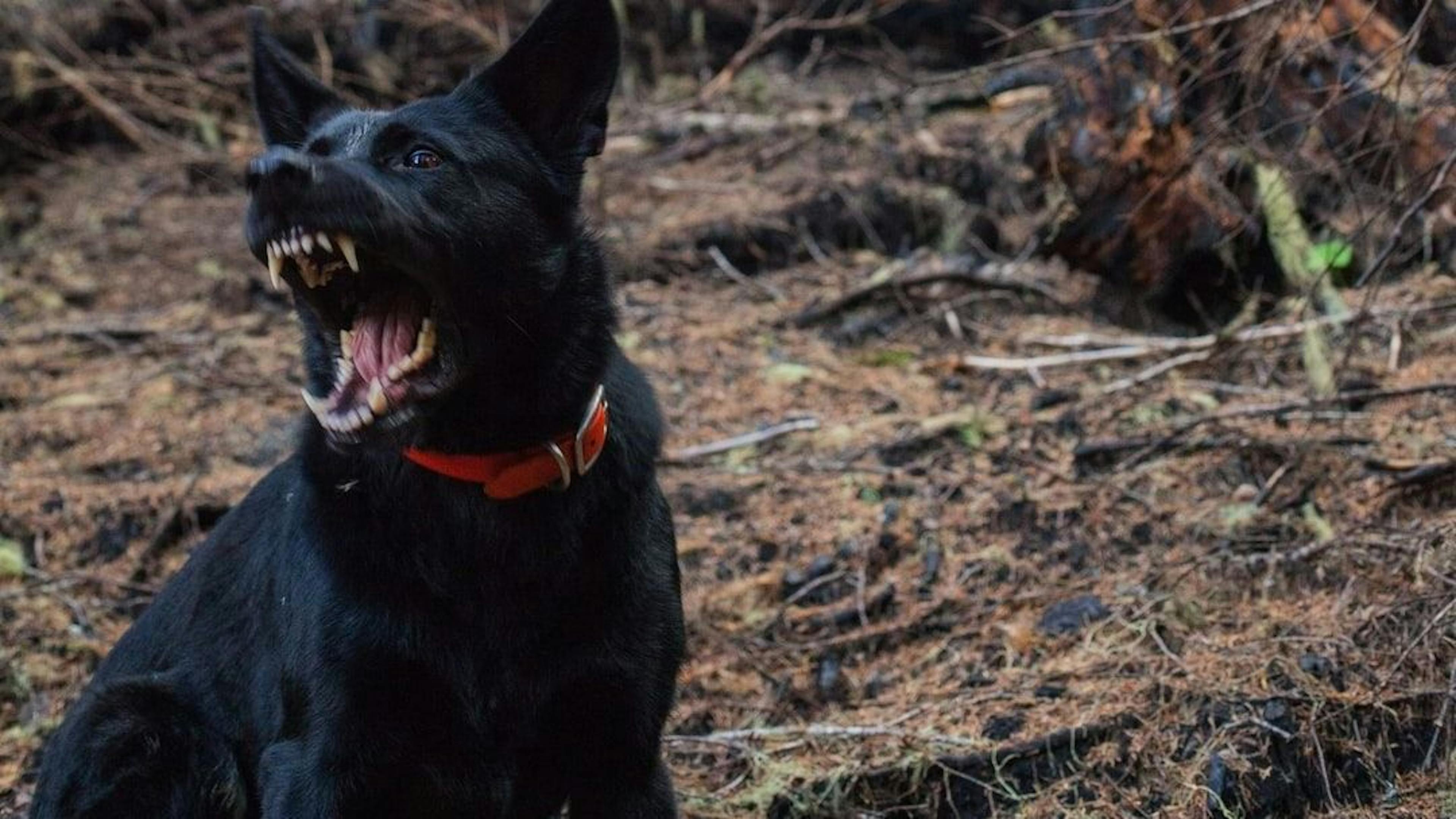 featured image - The Hound of the Baskervilles - TABLE OF LINKS