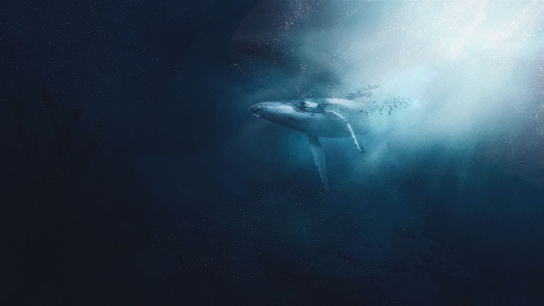 /moby-dick-or-the-whale-chapter-87-the-grand-armada feature image