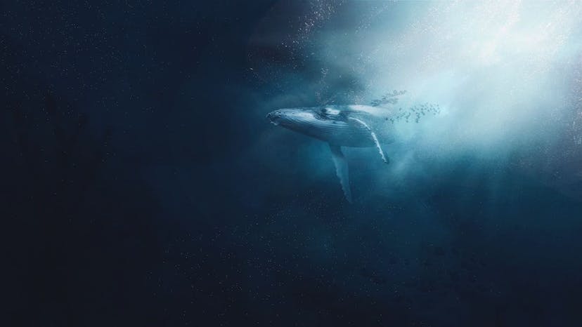 /moby-dick-or-the-whale-chapter-103-measurement-of-the-whales-skeleton feature image