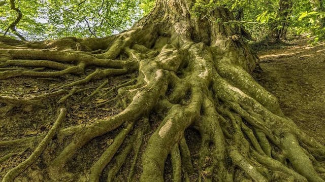 /bitcoin-taproot-a-multifarious-upgrade-to-the-bitcoin-ecosystem feature image