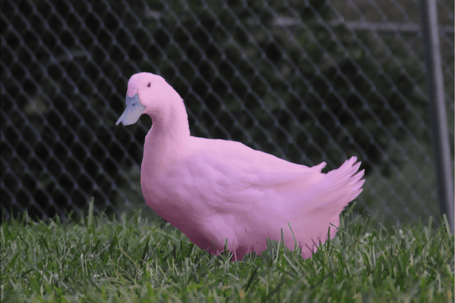 featured image - Crypto loans: The Quick and Dirty Guide