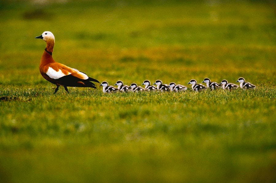 featured image - Like a Duck with Ducklings: Understanding DeFi Lending with Unit Protocol