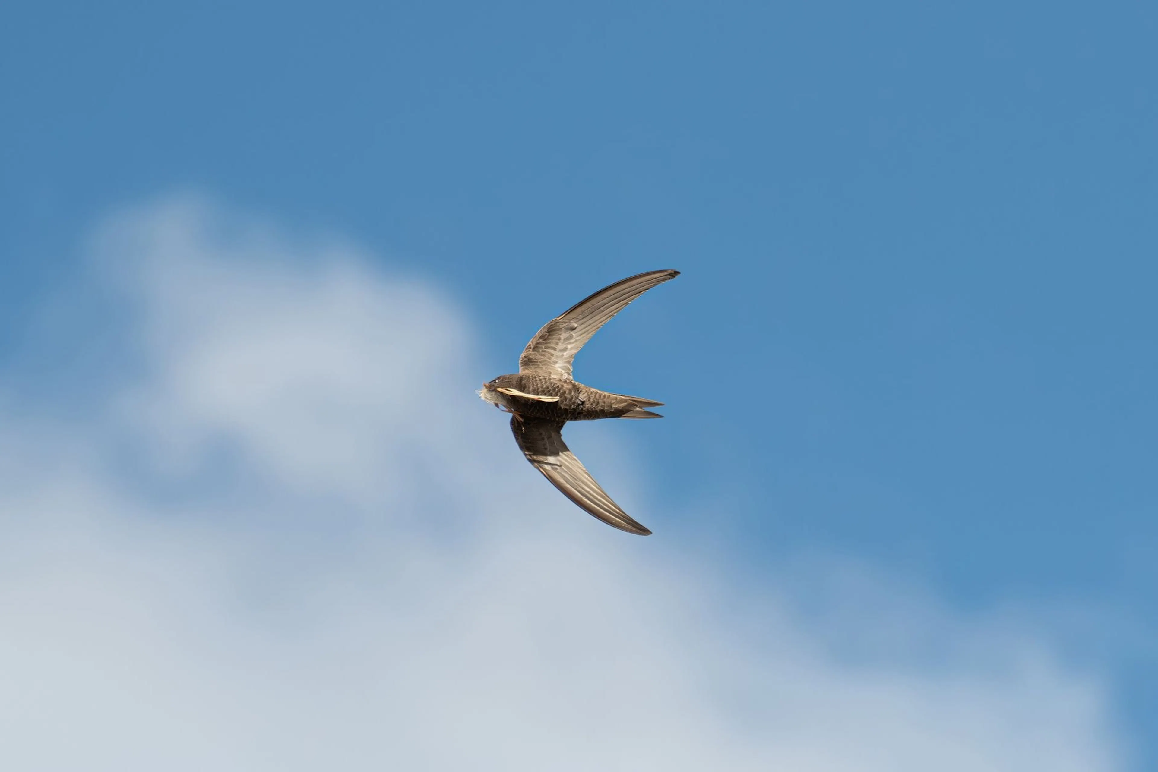 featured image - Understanding Nonisolated Async Code in Swift 6.2