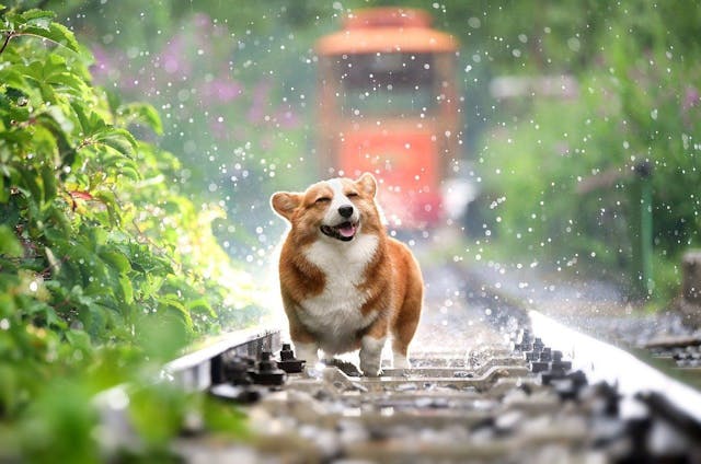 /build-your-own-puppy-playdate-tinder-app-with-slash-graphql-tj1h343o feature image