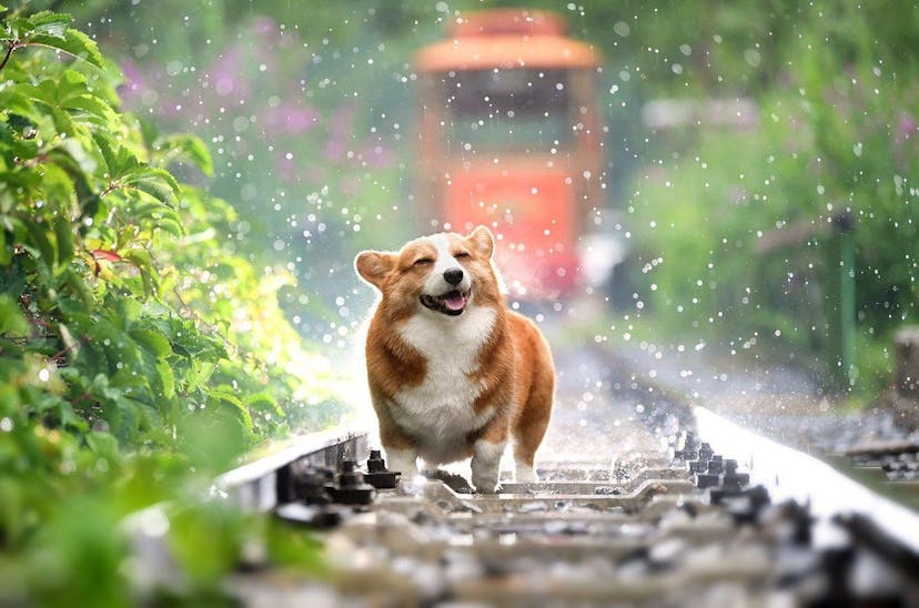 /build-your-own-puppy-playdate-tinder-app-with-slash-graphql-tj1h343o feature image