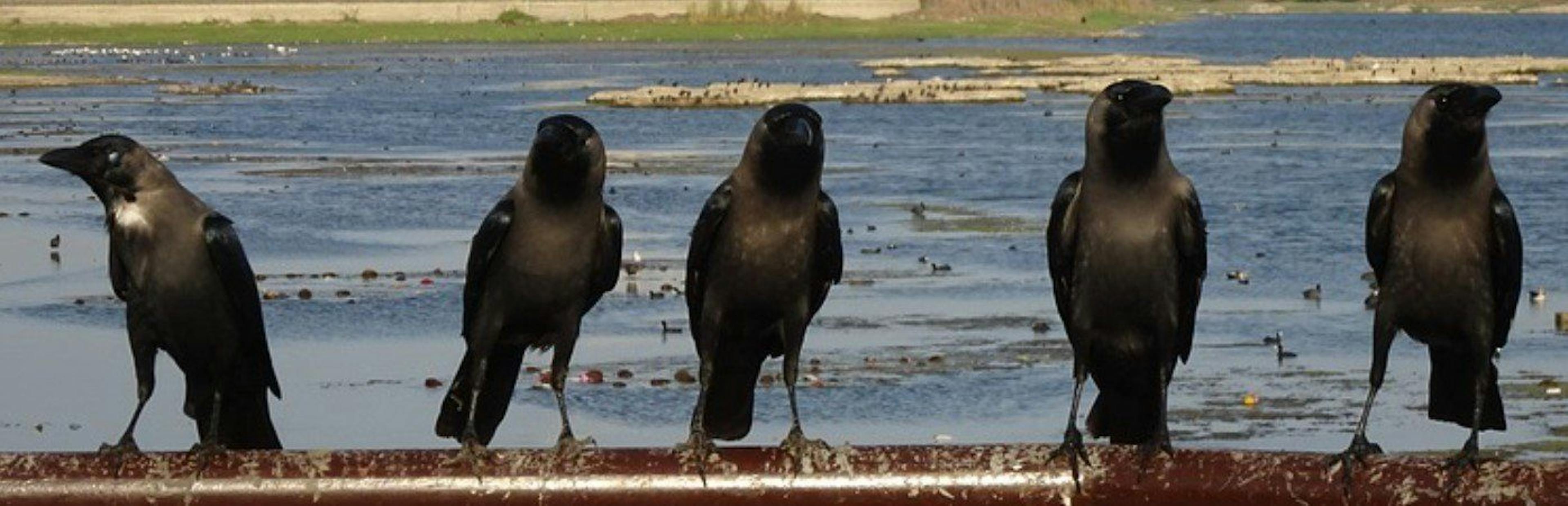 featured image - That Time US Lawmakers Suggested Piracy Was a Part of Twitter’s Business Model