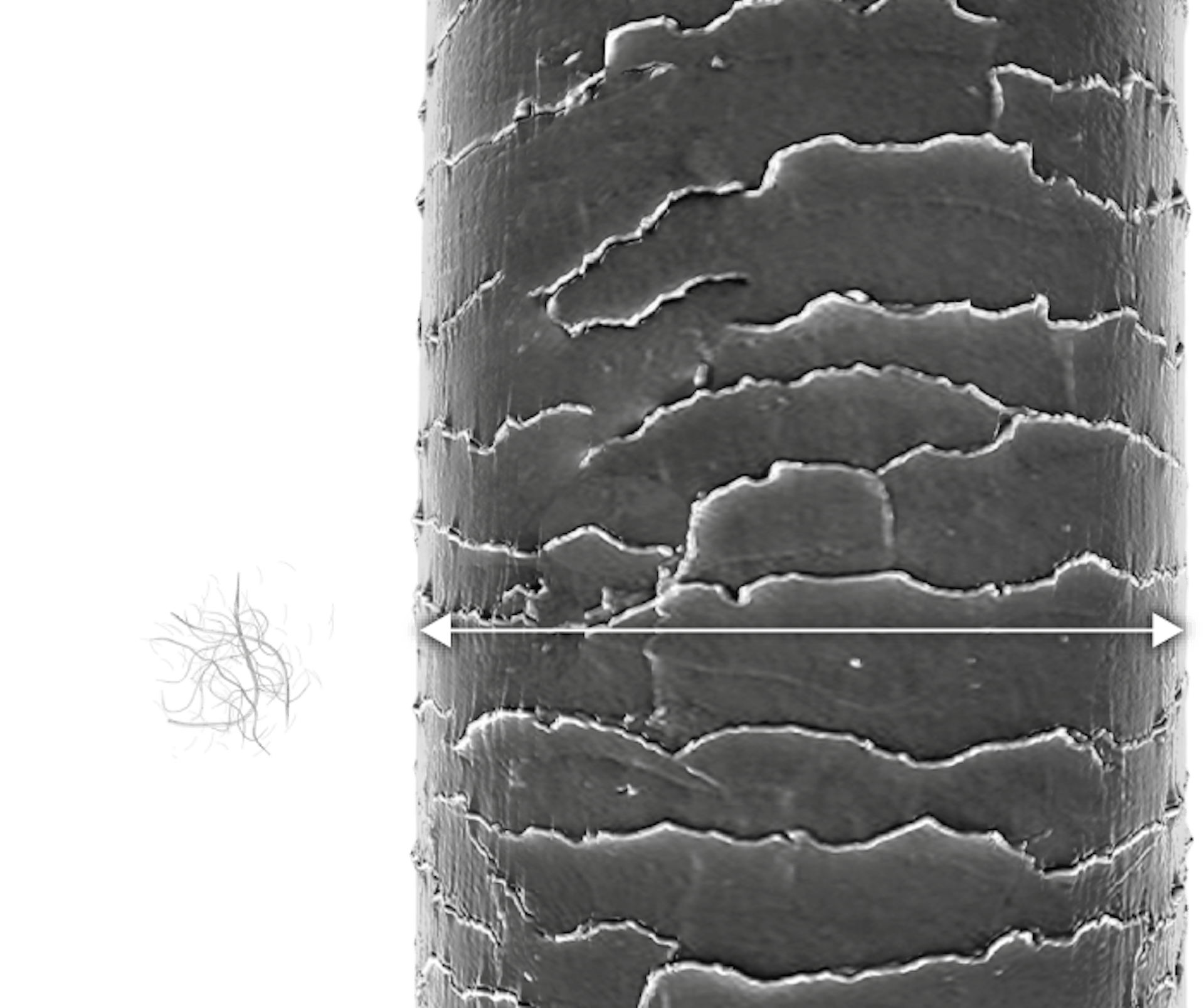 Left: ASBESTOS FIBER, Average diameter: 0.2 microns Right: HUMAN HAIR, Average diameter: 50-70 microns