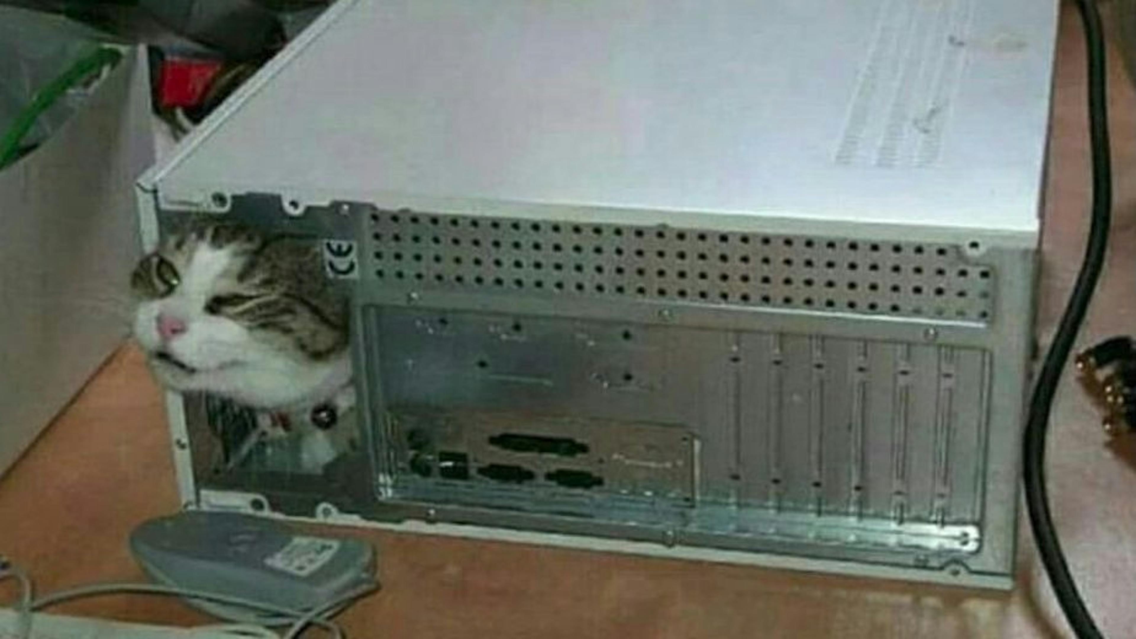 My Cat, FastAPI and a Template