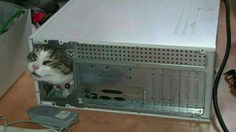 /my-cat-fast-api-and-a-template feature image