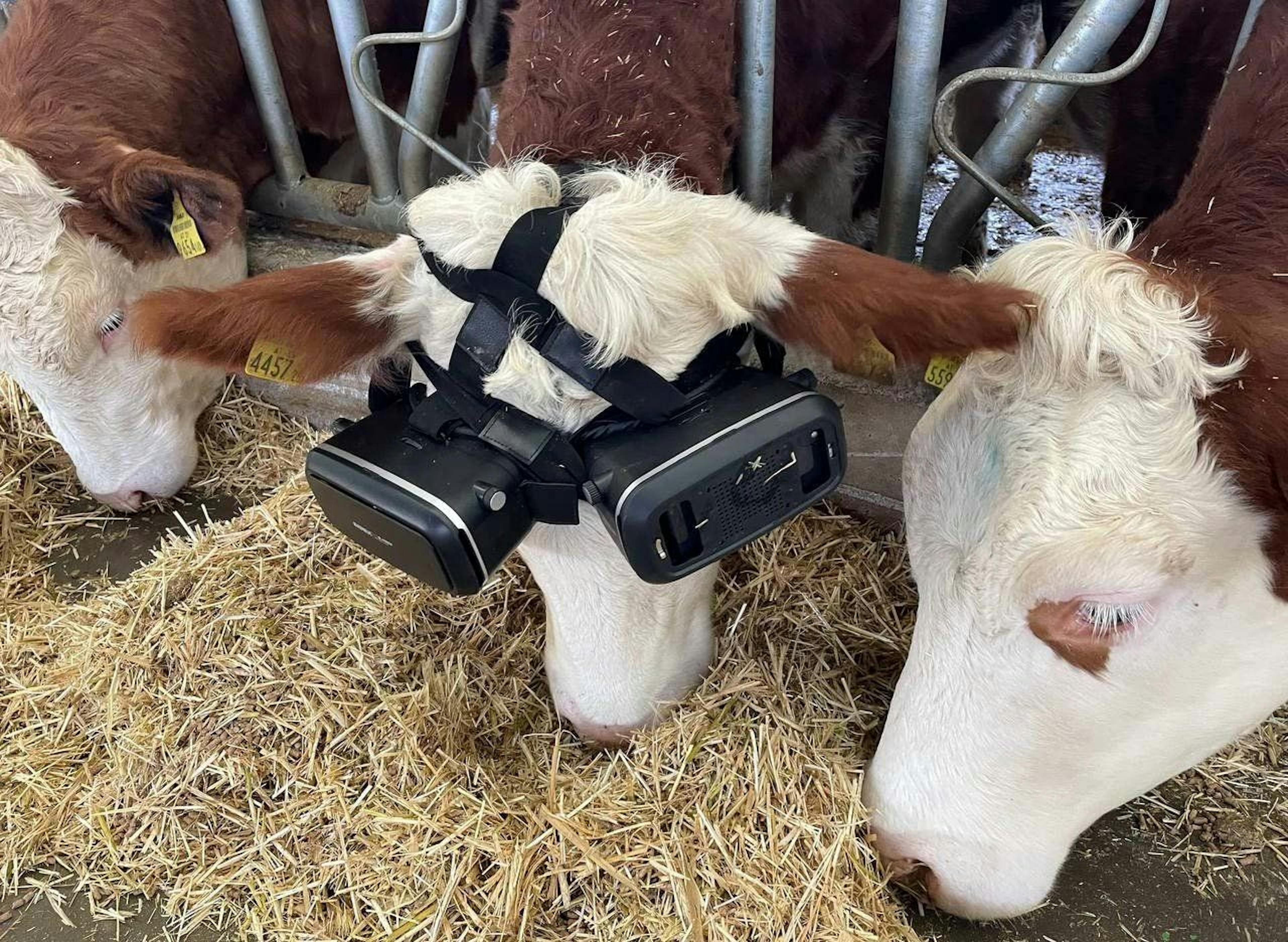 featured image - Turkish Farmer Uses Virtual Reality for Healthier Milk Production 