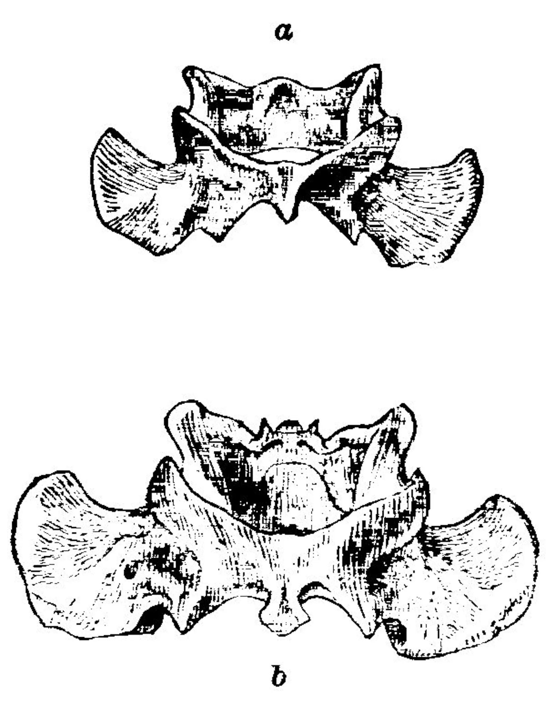 Vertebrae Formula Rabbit DOMESTIC RABBITS. | HackerNoon