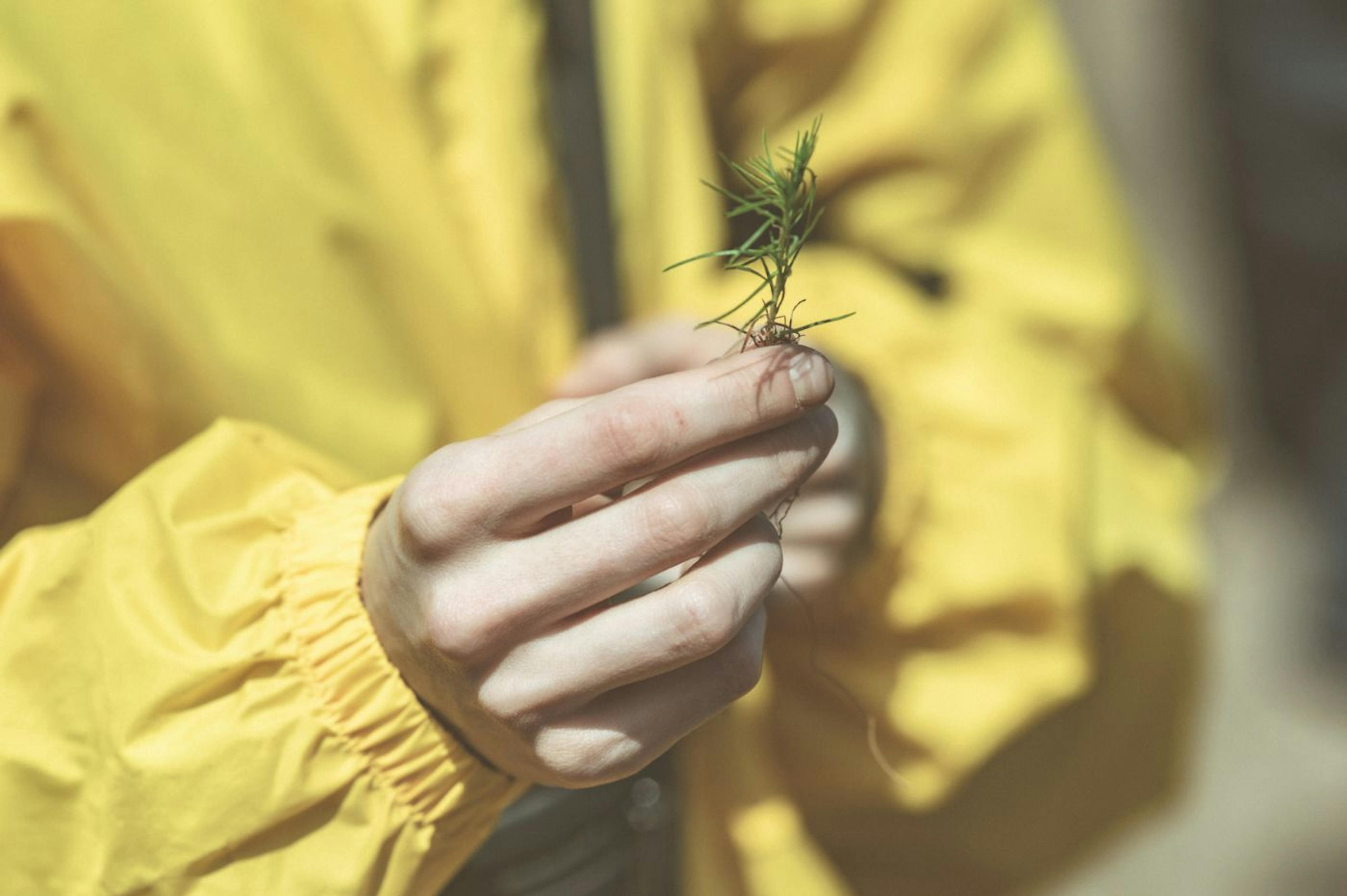 featured image - Building a Greener Future: Restoring Biodiversity in Ukraine