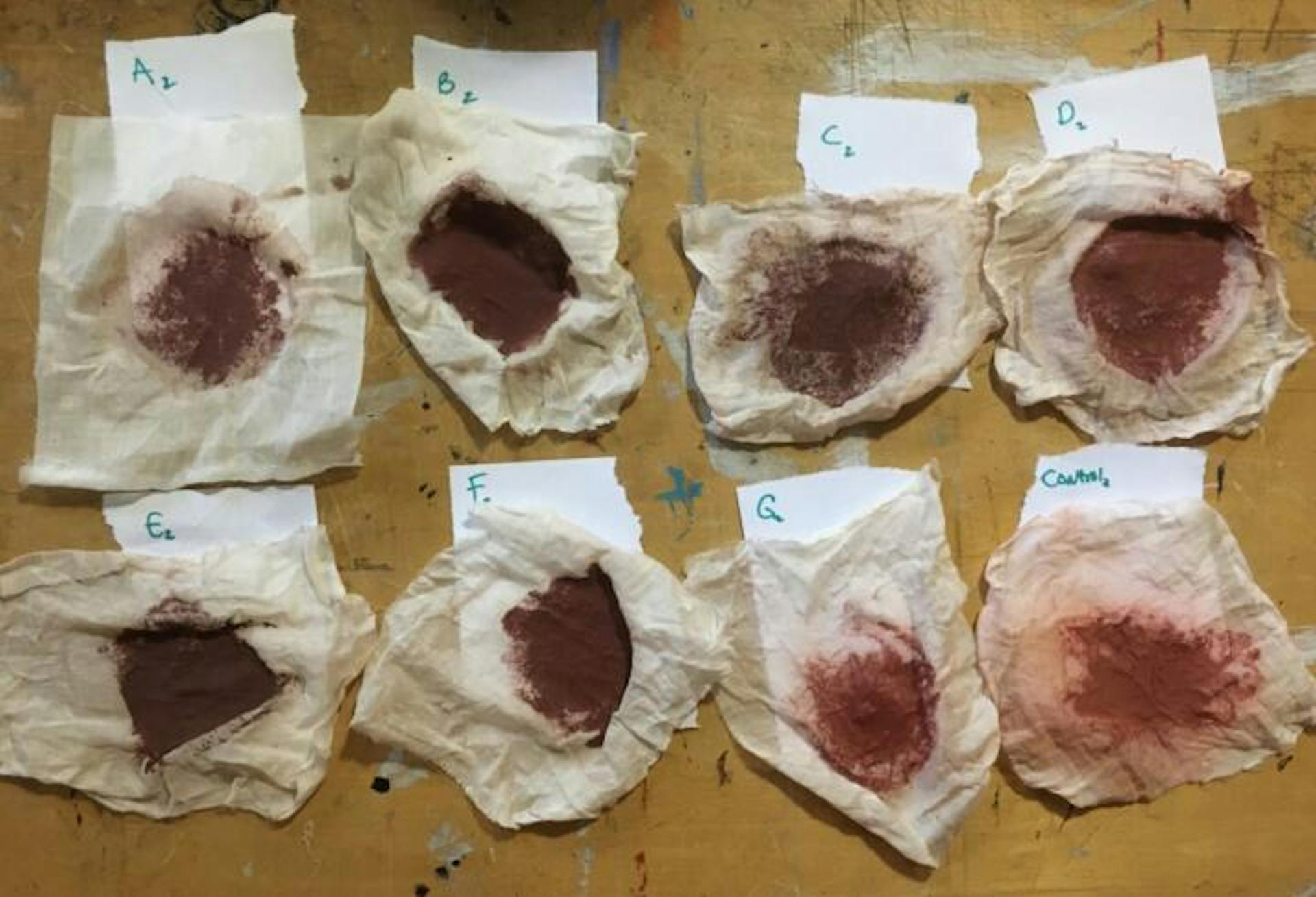 Double-strained results from Bourgeois’s second round of test baths. Both G2 (New Orleans tap water) and the control (bottom right) are a much brighter shade of red than other samples. Credit:Jamie Bourgeois
