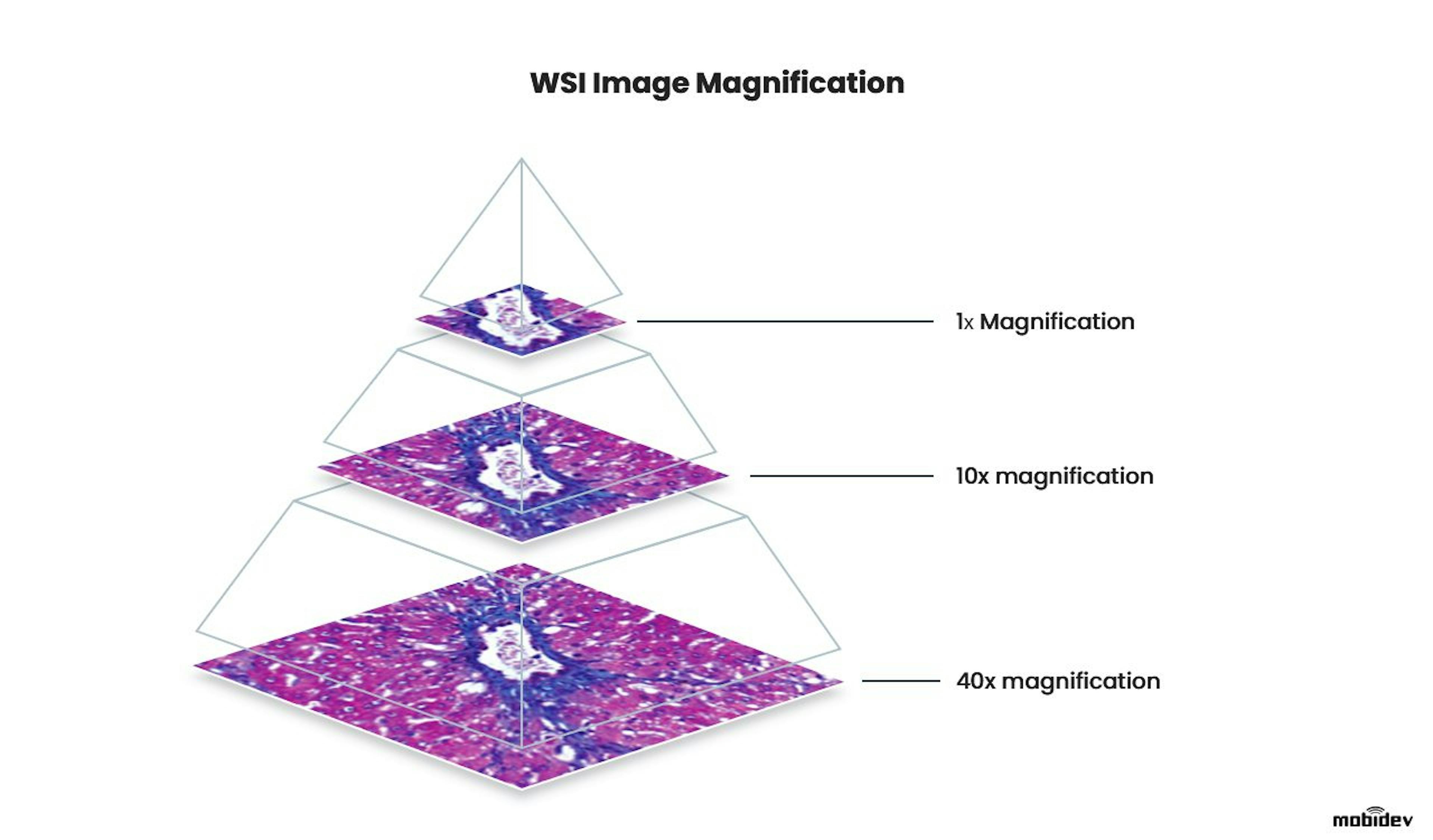 WSI magnification