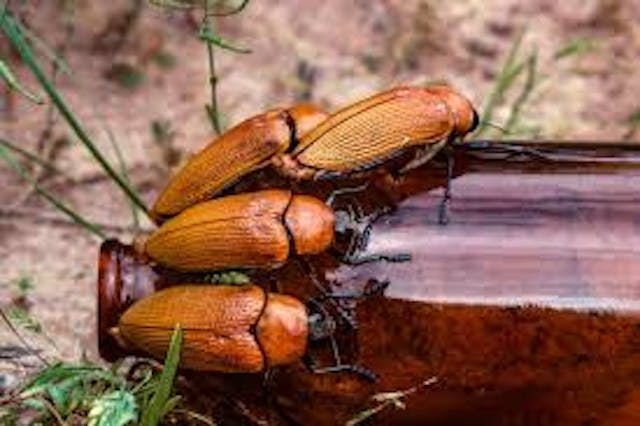 Jewel beetles attempting to copulate with beer bottles