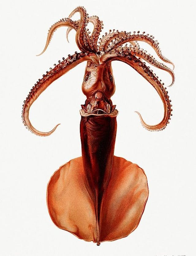 /the-mind-reading-squid-that-talked-too-much feature image