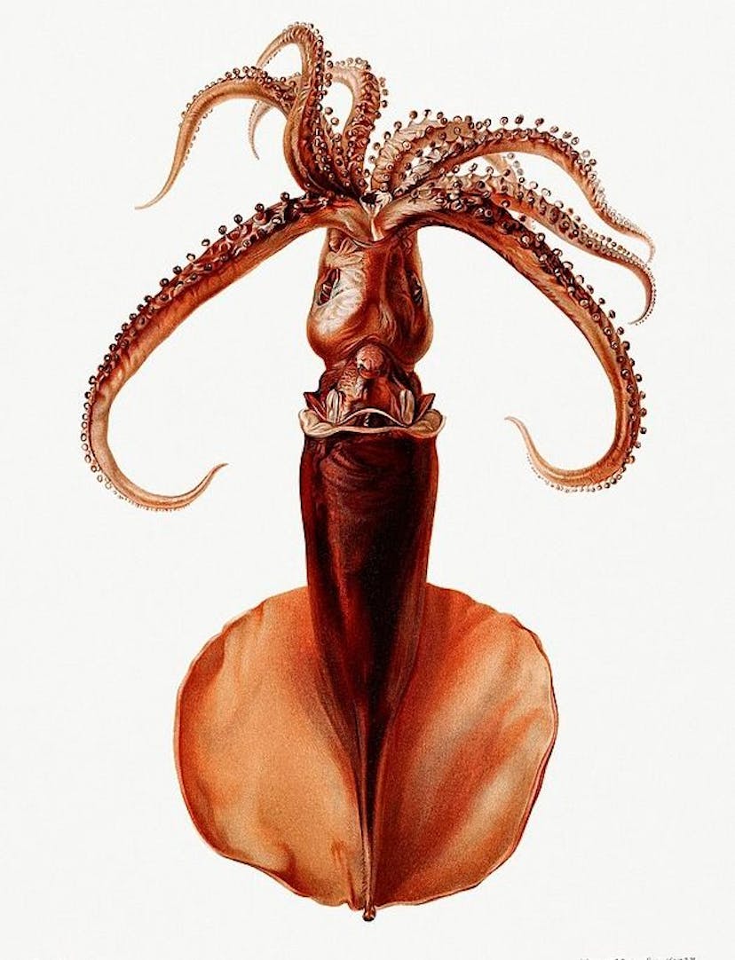/the-mind-reading-squid-that-talked-too-much feature image