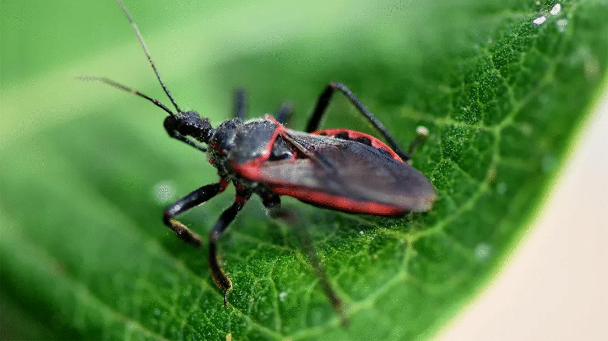 This Bug So Serious