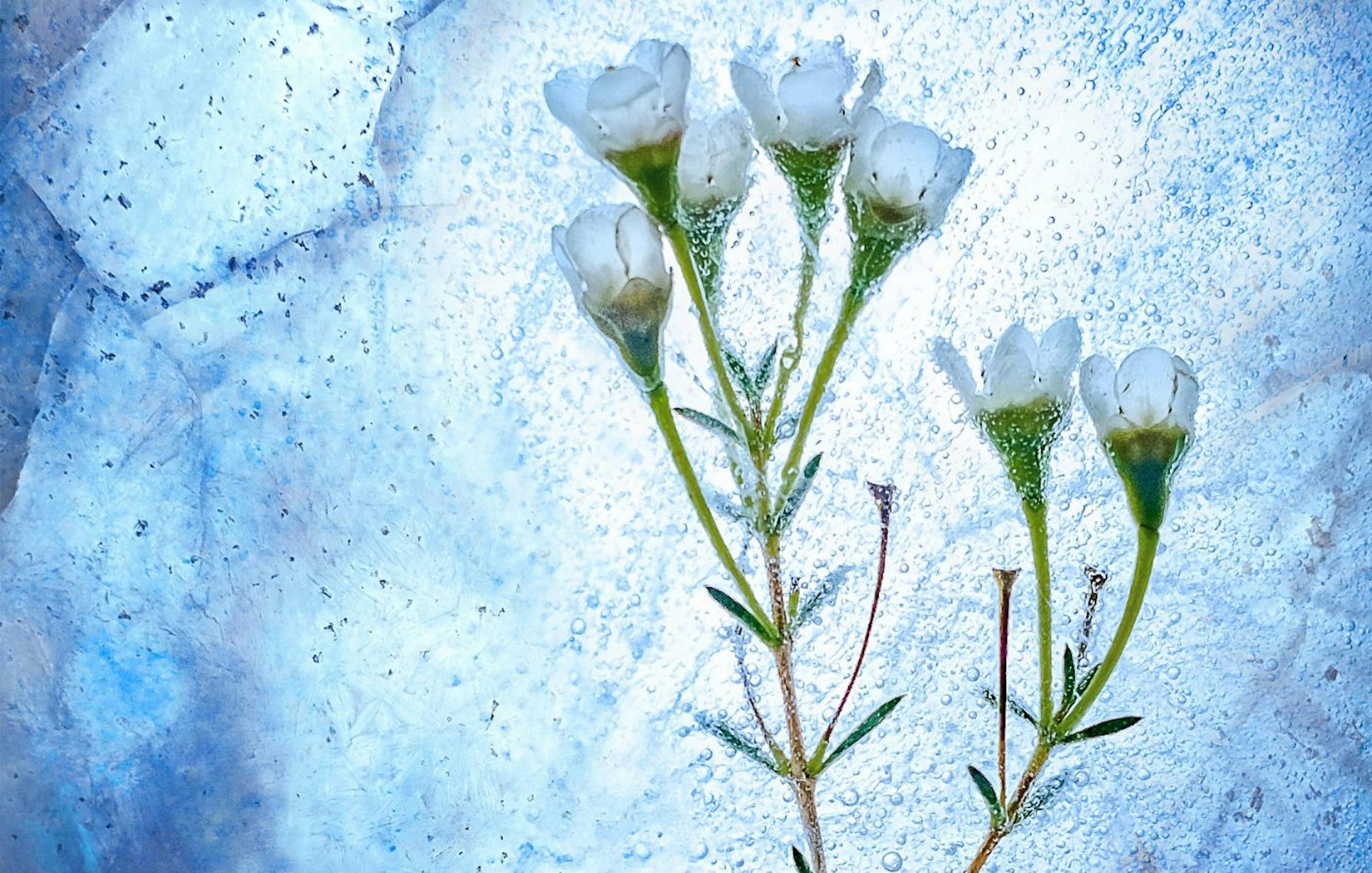 featured image - Who Will Die and Who Will Thrive in the Upcoming Crypto Ice Age