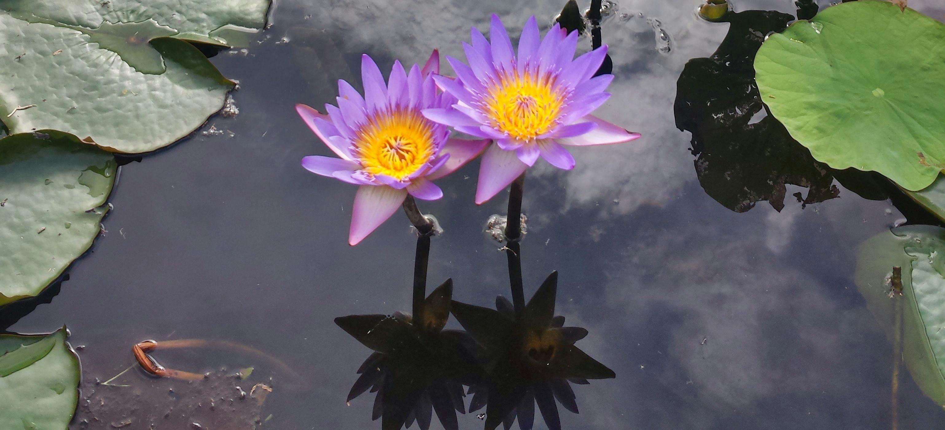 featured image - Single Page Application: Dispelling SEO Myths