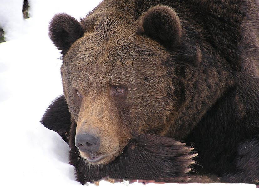 /is-decentralization-in-danger-how-will-daos-survive-the-crypto-bear-winter feature image