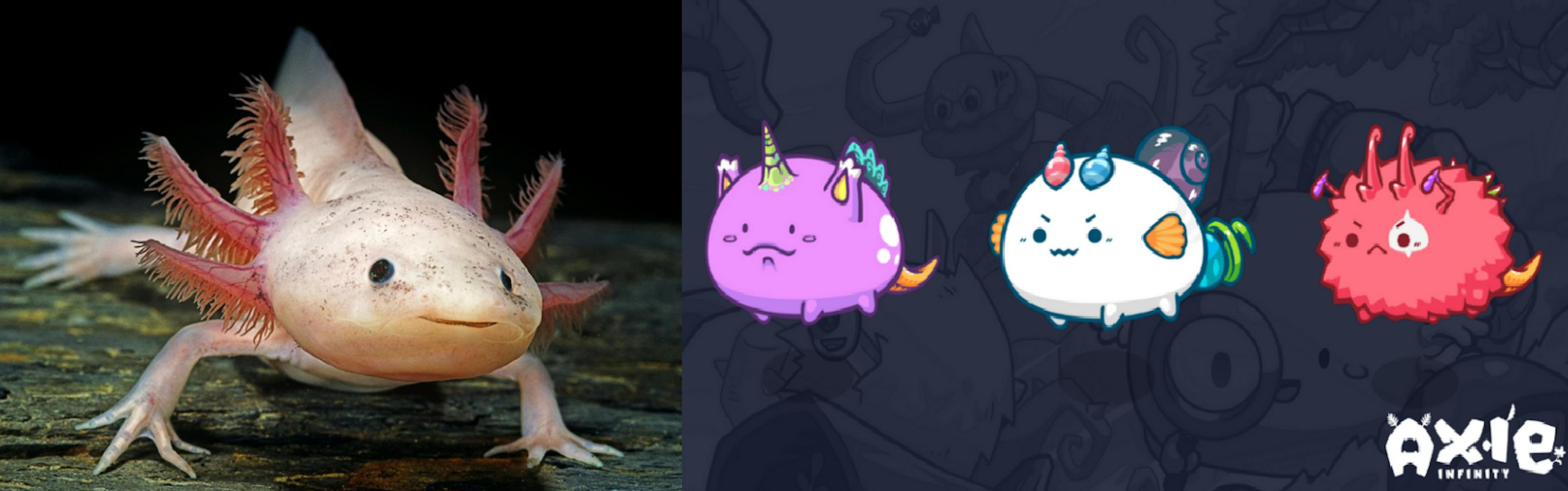Axolot [left] and the Axies [right] they inspired