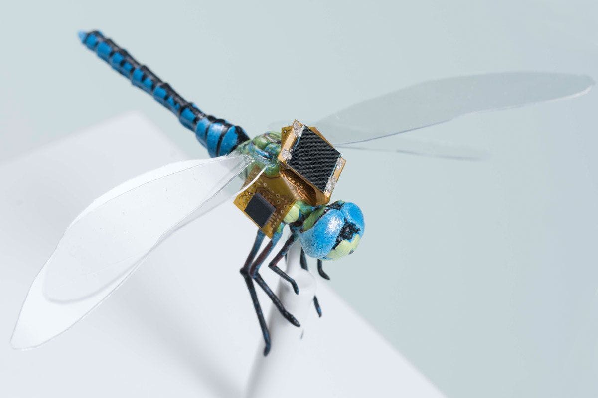 /biomimicry-in-motion-the-role-of-insects-in-advancing-robotics-and-ai feature image