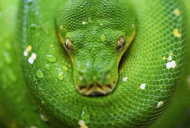/python-environment-set-up-with-m1-chip feature image