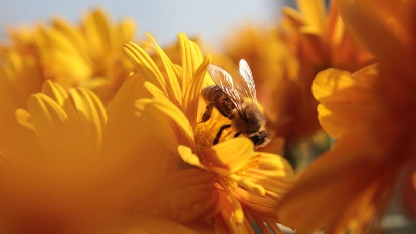 /dissecting-the-hive-mentality-on-the-internet feature image