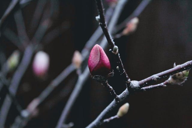 /great-expectations-chapter-i feature image
