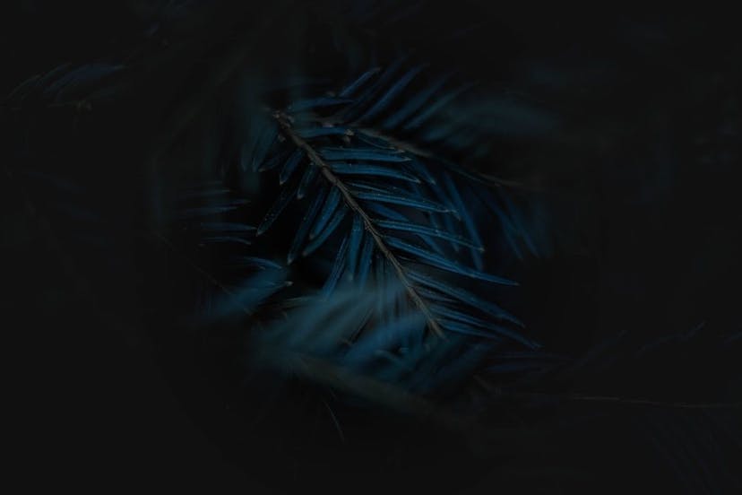 /how-to-create-your-own-dark-website-onion-on-linux feature image