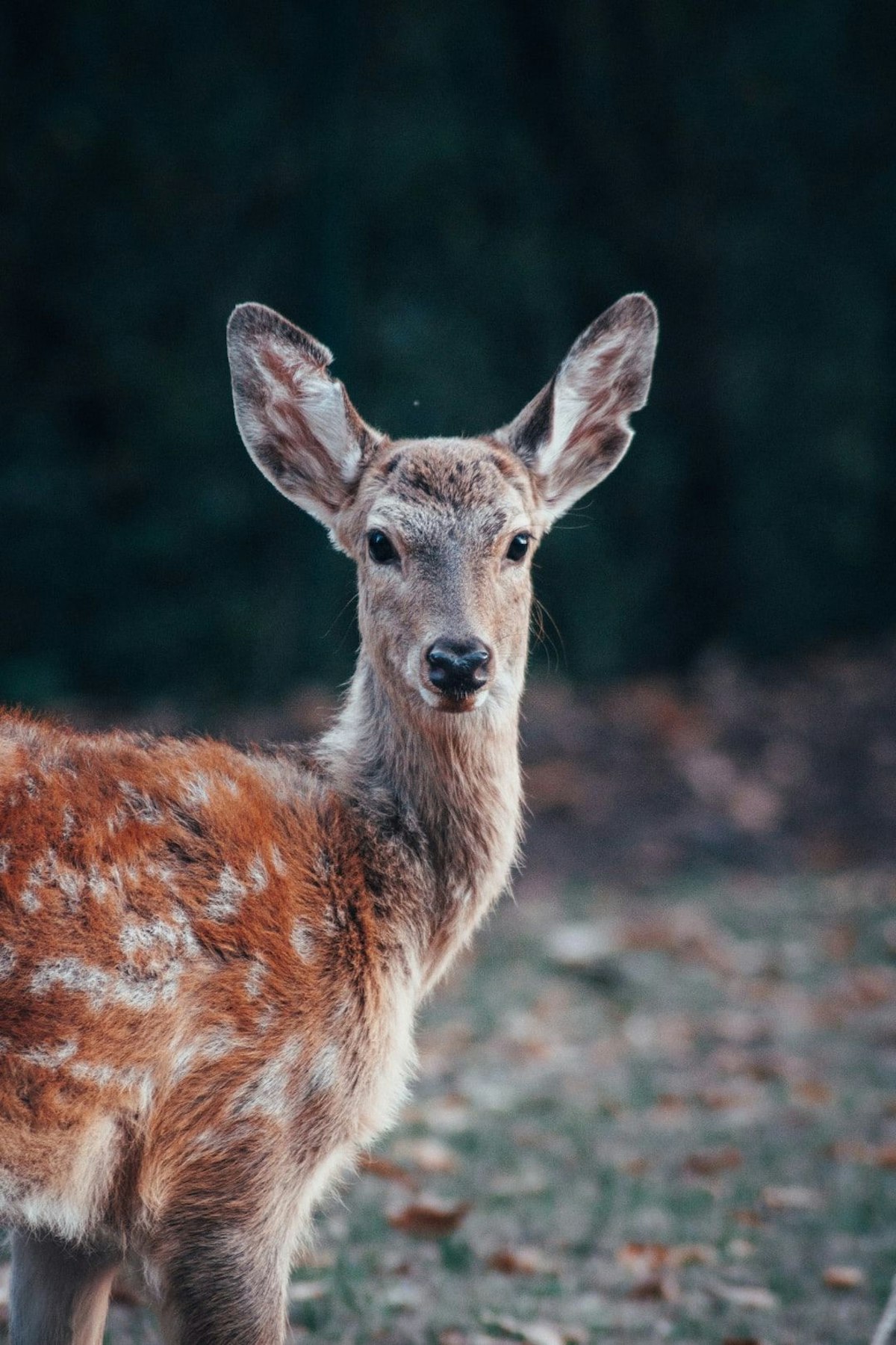 featured image - 'Doe a Deer' or 'Do a Dear?': How to Sing During Your Business Meetings 