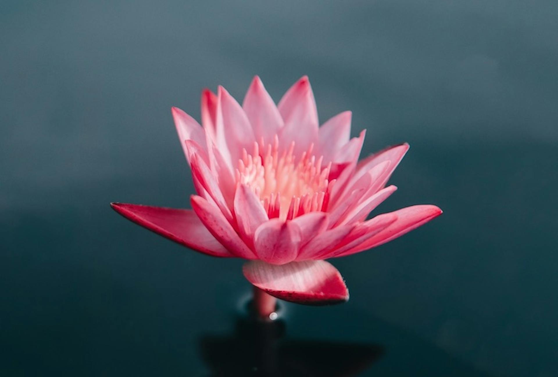 featured image - How to Launch a Successful Startup and Keep it Blooming: 25 Great Tips