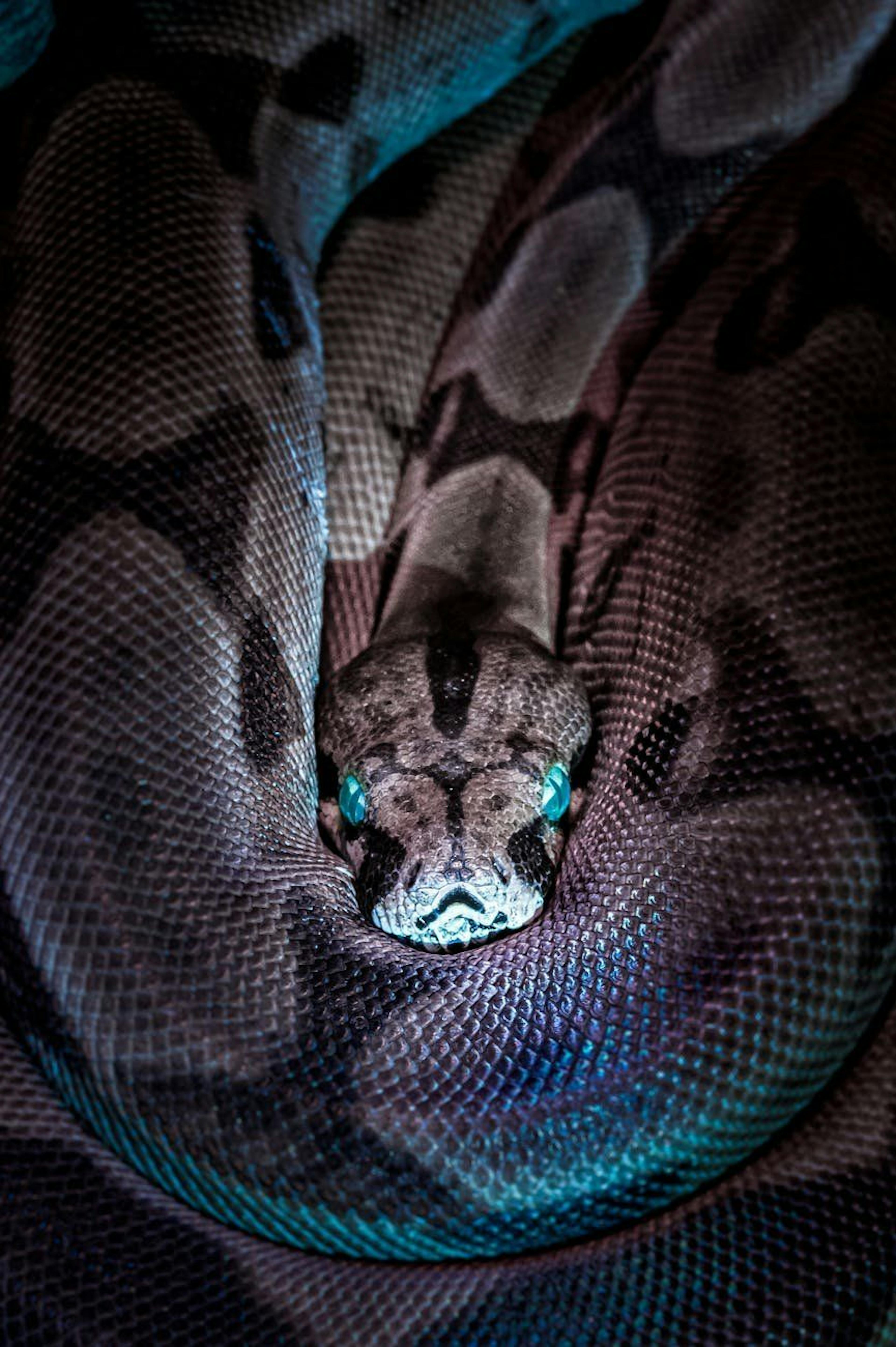 A Quick Guide To Making HTTP Requests Using Python