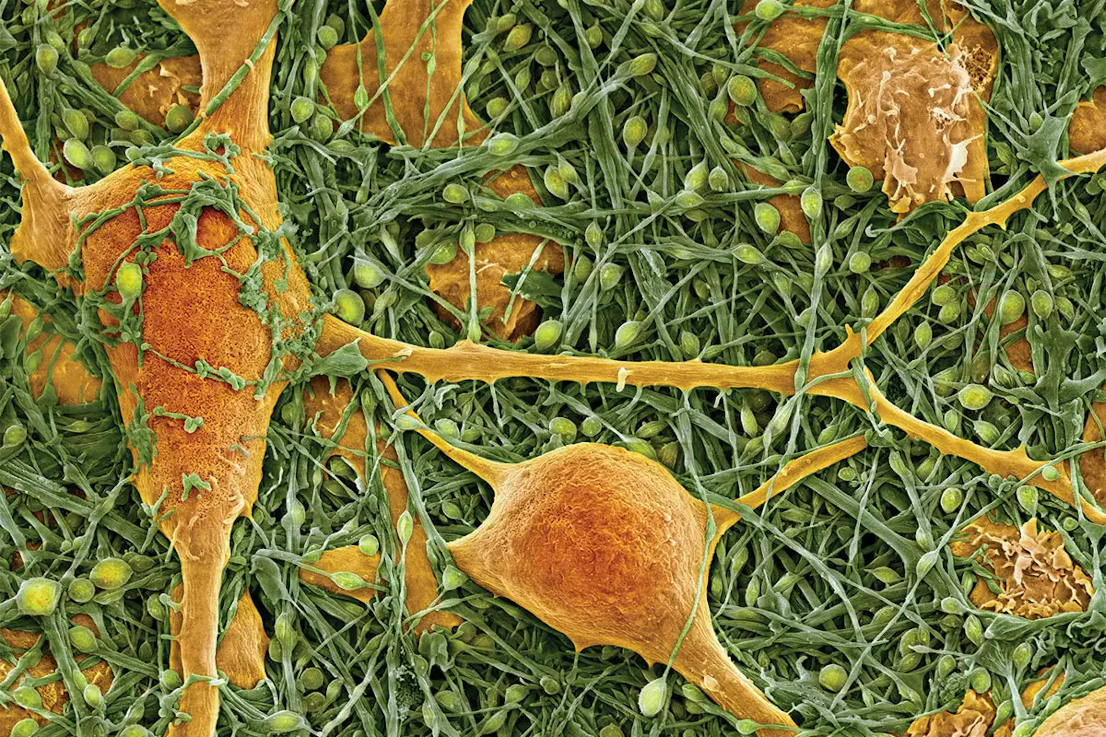 featured image - From Cells to the Future of AI and Everything in Between: Entity Formation