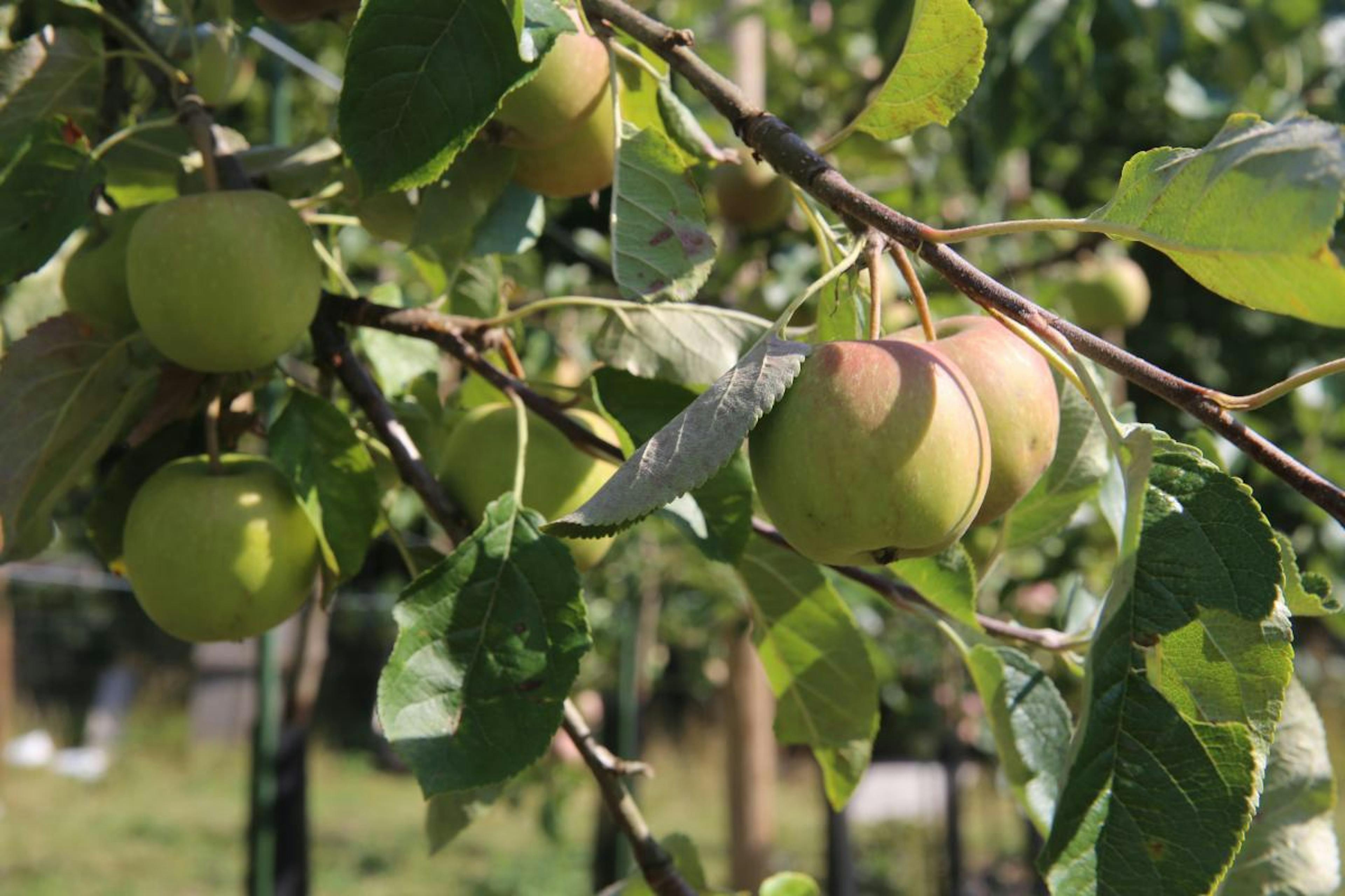 huerta