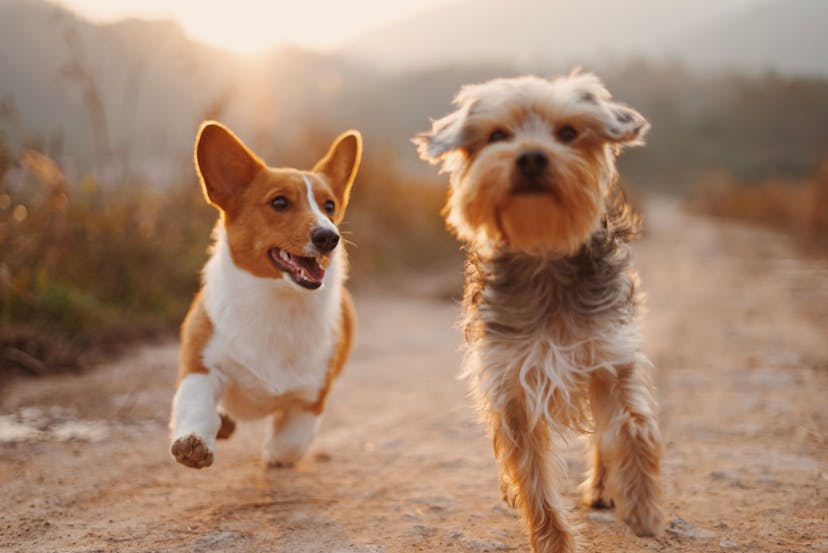 /how-ai-powered-software-development-is-influencing-pet-tech-8s2d33bv feature image