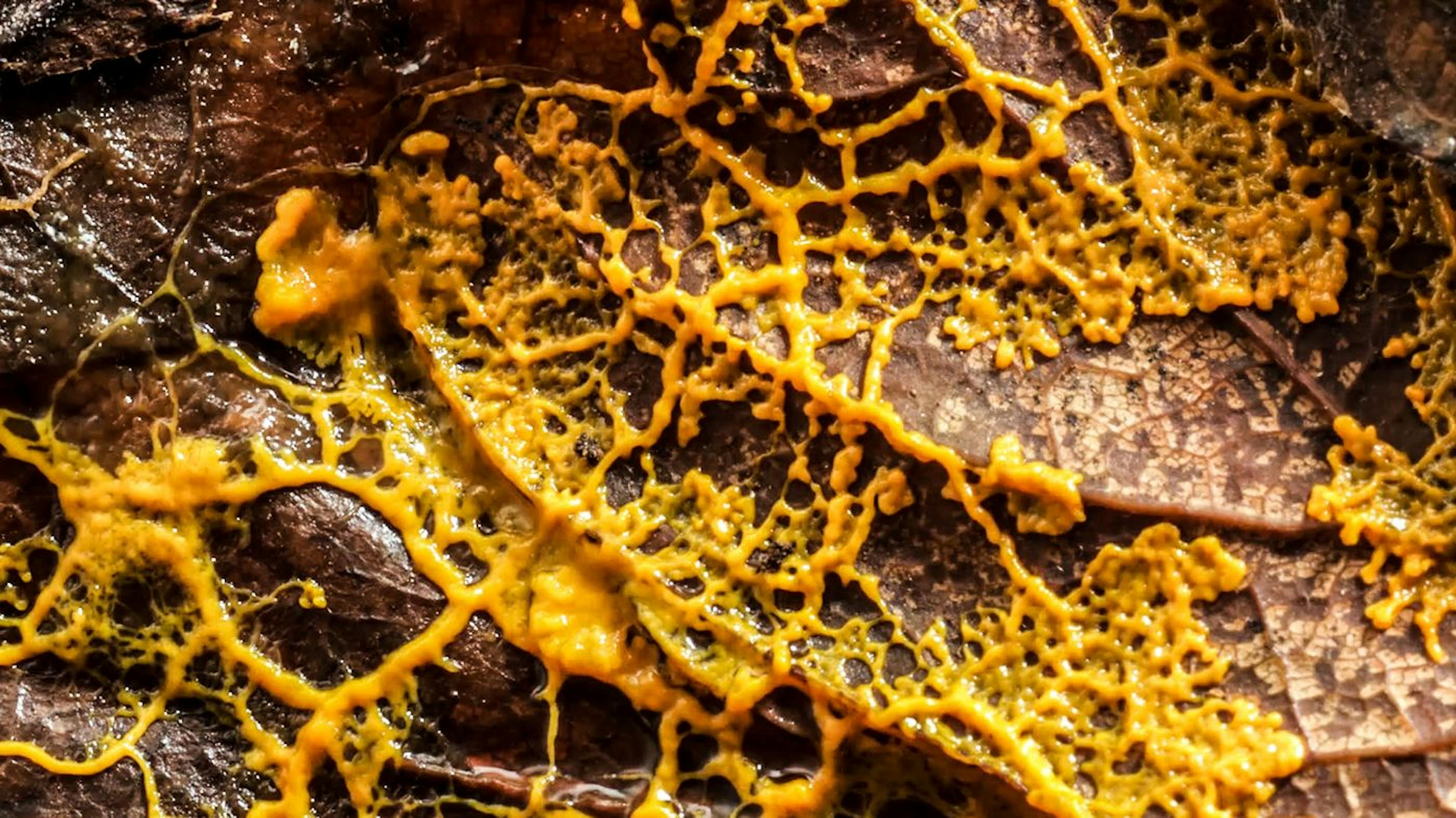 featured image - Revolutionizing Decision-Making with Python and Slime Molds: Journey into World of Natural Computing