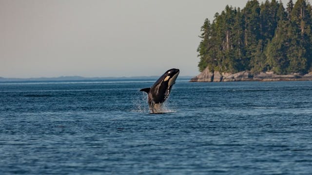 /orca-2-enhancing-reasoning-in-smaller-language-models-teaching-orca-2 feature image