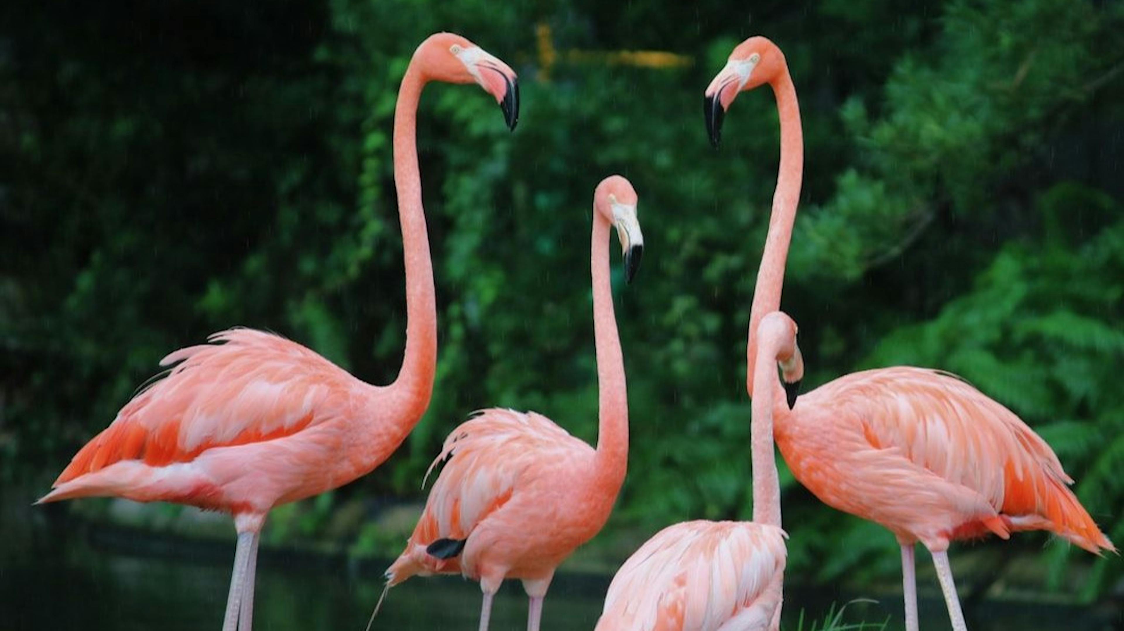 featured image - Med-Flamingo: a Multimodal Medical Few-shot Learner - Results