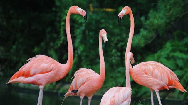 /med-flamingo-a-multimodal-medical-few-shot-learner-results feature image
