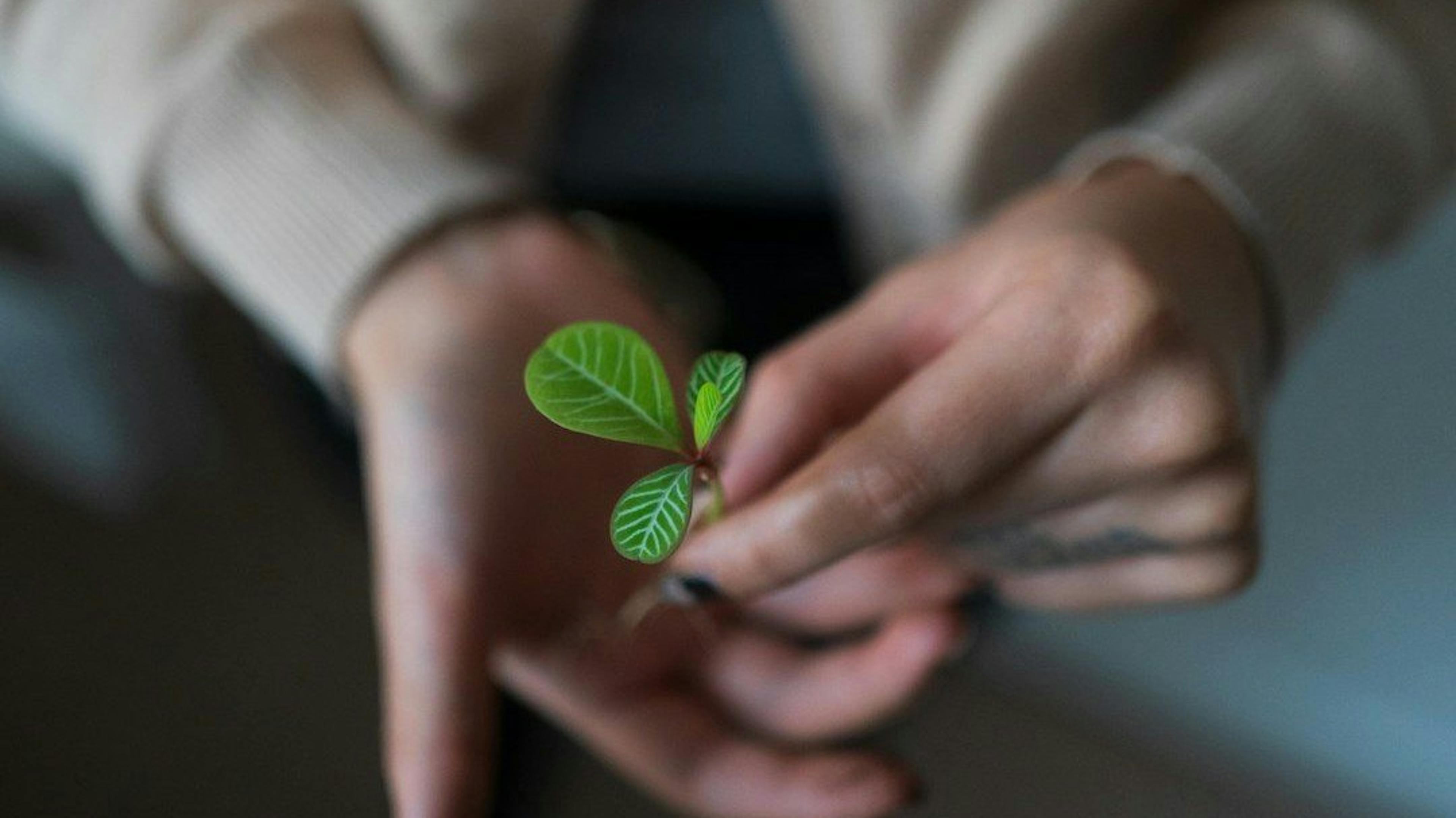 featured image - Do You Remember Your Seed Phrase? - Safeguarding Your Crypto