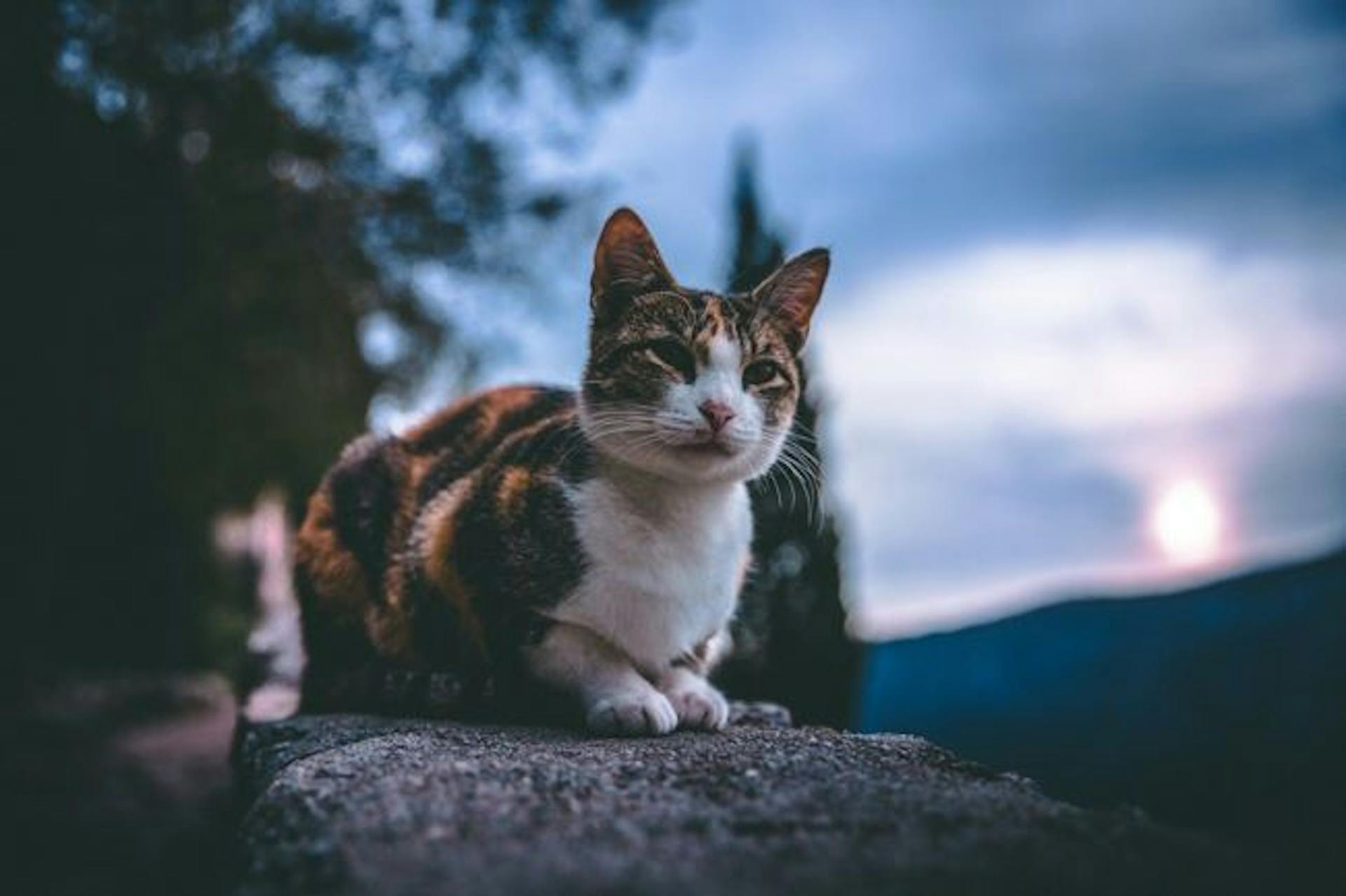 featured image - A Cat-Centric Guide to Using Web Components in Alpine.js
